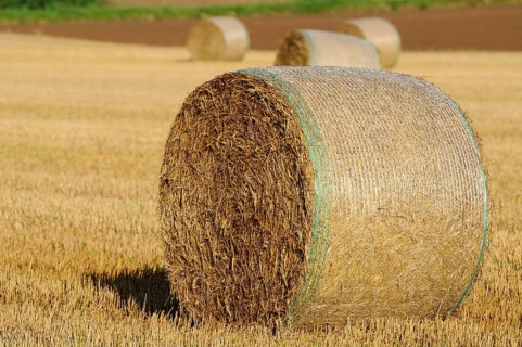 Large bale of straw on a field ready for harvesting, Upper Palatinate