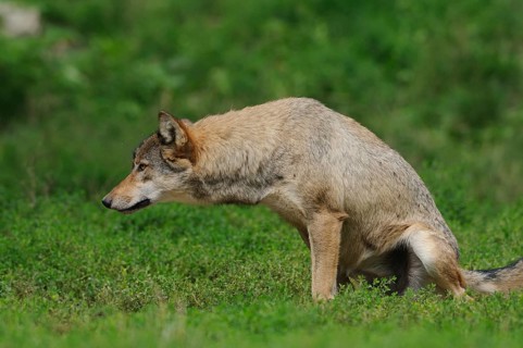 A wolf urinating on green grass, alert and vigilant, Timberwolf (Canis lupus lycaon), Germany,
