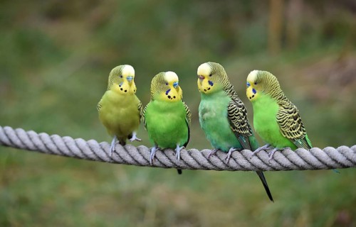 Budgerigars, (Melopsittacus undulatus) courtship display on a rope