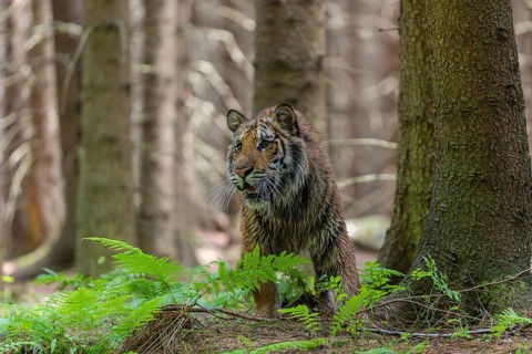 One young female Siberian Tiger, Panthera tigris altaica, sitting in a forest of pine trees with
