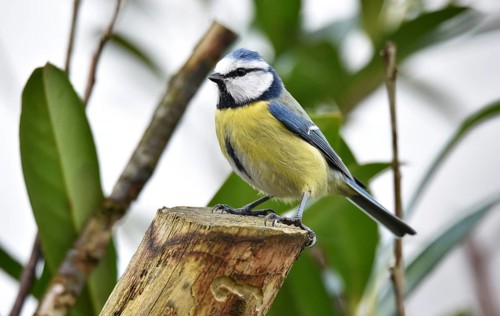Blue tit (Cyanistes caeruleus) on a branch in cherry laurel, (Prunus laurocerasus)