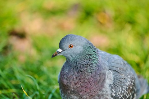 Feral pigeon (Columba livia domestica), portrait, Venice, Italy, Europe