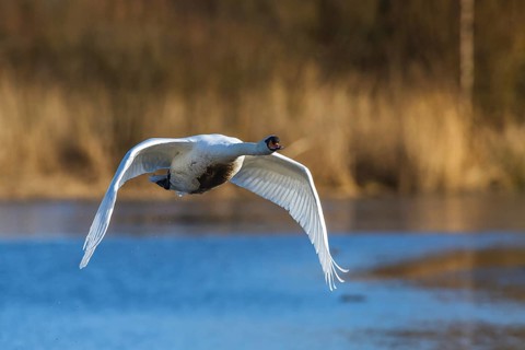 Mute Swan, Cygnus olor, bird in flight at winter on marshes