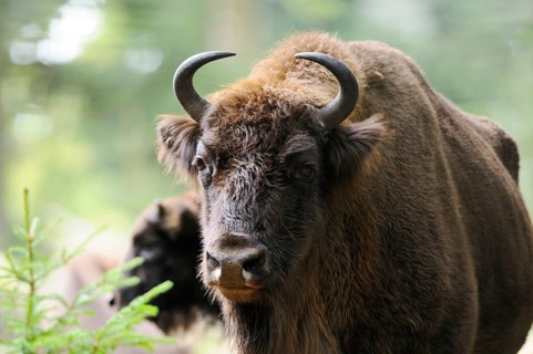 Bison in the forest, close-up with clear view of head and horns, bison (Bos bonasus), Bavarian