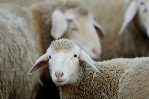 A close-up of a sheep among a group of sheep in the pasture, domestic sheep (Ovis orientalis