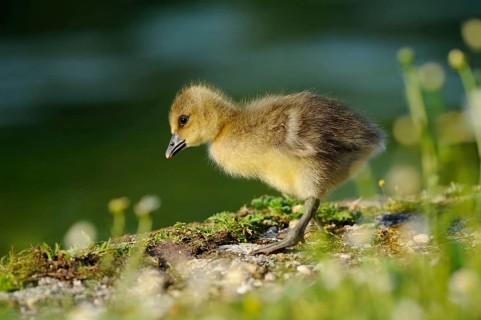 A small gosling stands on a flowering meadow in the sunlight, grey goose (Anser anser), Franconia
