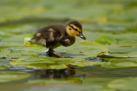 Mallard or Wild duck (Anas platyrhynchos) juvenile baby duckling bird walking on Water lily pad