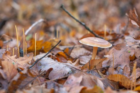 A mushroom sits on top of a pile of leaves. The leaves are brown and scattered around the mushroom.