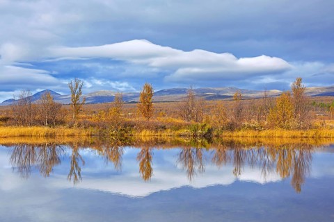Birch trees reflected in water of pond in the Fokstumyra Nature Reserve in autumn, fall,