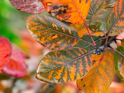 Eurasian Smoke Tree (Cotinus coggygria), or Wig Bush, in garden, leaves in autumn color, Hesse,