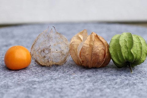 Bladder cherry (Phyalis), fruit, husk, calyx, cape gooseberry, different, colour, ripening period,