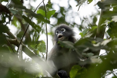 Dusky leaf monkey (Trachypithecus obscurus), Kaeng Krachan National Park, Phetchaburi Province,