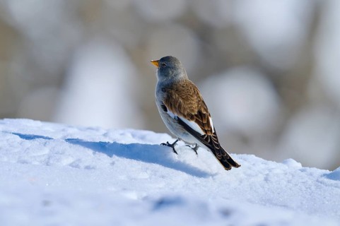 Snowfinch (Montifringilla nivalis), standing on snow-covered ground under a clear winter sky, Gemmi