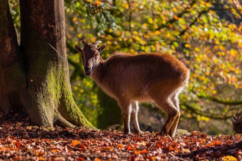 A female Himalayan tahr (Hemitragus jemlahicus) is backlit in a forest. In the background is a
