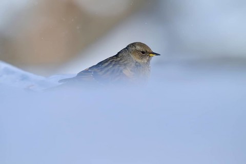 Alpine accentor (Prunella collaris), looking sideways, surrounded by a slightly blurred winter
