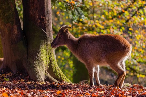 A female Himalayan tahr (Hemitragus jemlahicus) is backlit in a forest. In the background is a