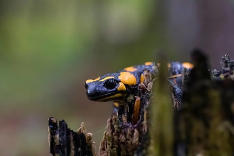 One fire salamander (Salamandra salamandra) rests on a tree stump on a rainy day. IUCN conservation