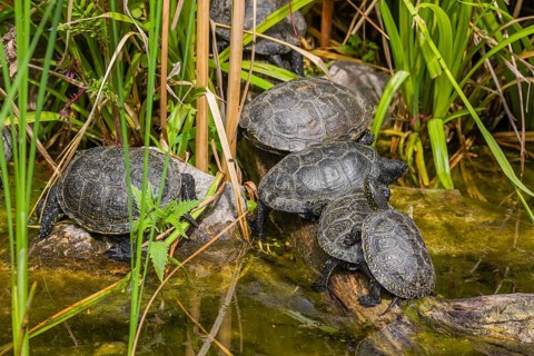 A group of European pond turtles (Emys orbicularis), rest on a log lying in a pond