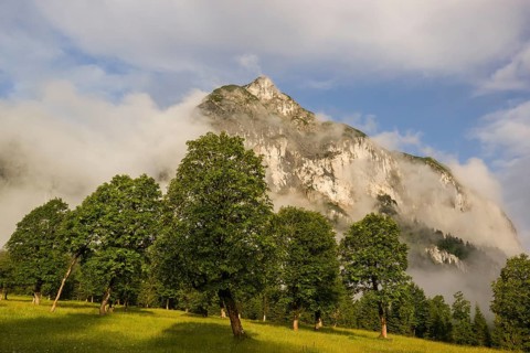 Sycamore maple trees, Acer pseudoplatanus, in summertime. Mountains in the background. Nature