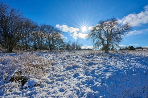 Bright winter landscape with bare trees and bright sun, Winter, Oberelsbach, Lange Rhön, Rhön,