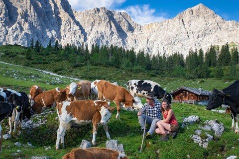 Alpine herdsmen look after their cows, young cattle are supplied with minerals, Maria Fuchs and