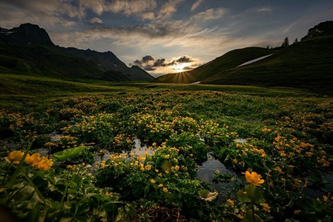 Summit in the morning light with dramatic clouds and marsh marigolds (Caltha) with stream in the