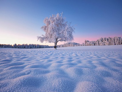 Tree in hoarfrost at dusk, Grod, Lindenberg, Beinwil, Freiamt, Canton Aargau, Switzerland, Europe