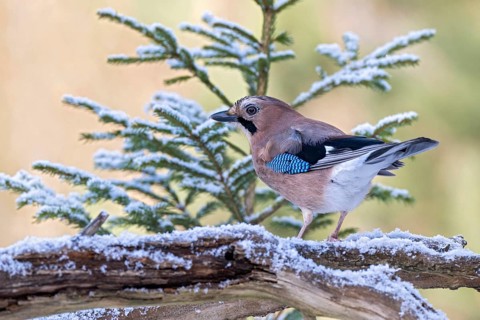 Eurasian jay (Garrulus glandarius), sitting on a branch, Terfens, Tyrol, Austria, Europe