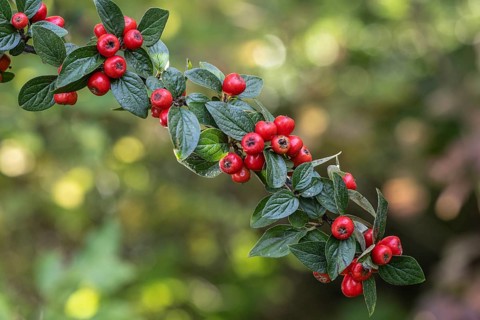 Cotoneaster salicifolius flococcus (Cotoneaster salicifolius), fruits, Speyer,