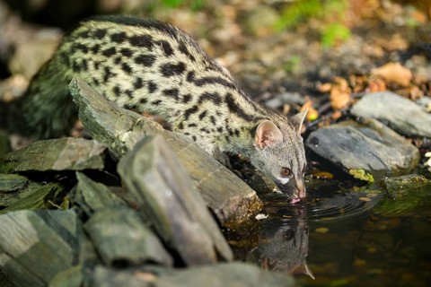Young Common genet (Genetta genetta) drinking at the shore of a lake, wildlife in a forest,