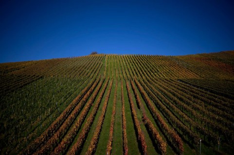 vineyard, vines, grapevines, winegrowing, autumn colouring, autumn, graphic, Strümpfelbach,