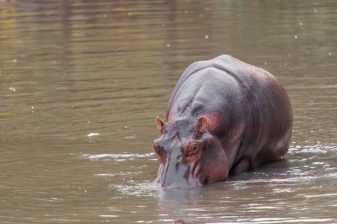 An adult hippopotamus (Hippopotamus amphibius) stands grazing in the shallow water of a river