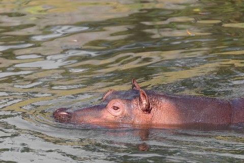 A hippopotamus (Hippopotamus amphibius), swimming in a river, only the head is visible