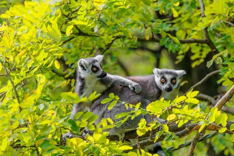 Two ring-tailed lemurs (Lemur catta) sit high up in a tree on a branch between fresh green leaves
