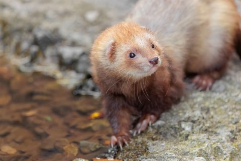 A female ferret (Mustela putorius furo) drinking from a little pond in a garden