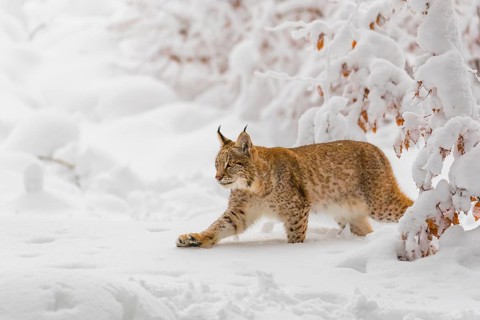 One young male Eurasian lynx, (Lynx lynx), walking through deep snow covered undergrowth in a