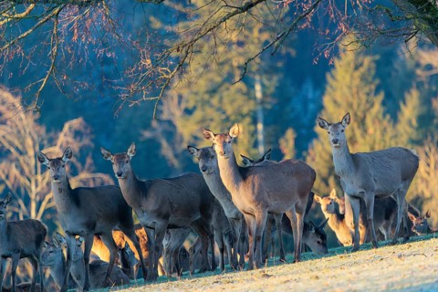 A herd of female red deer (Cervus elaphus) stands in a hoar frosted meadow, A forest can be seen in