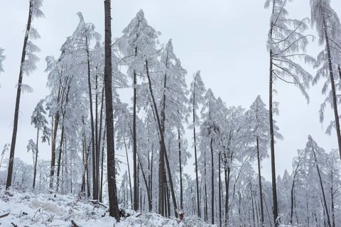 Very sparse forest due to tree dieback, winter landscape at Czorneboh, Upper Lusatia, Saxony,