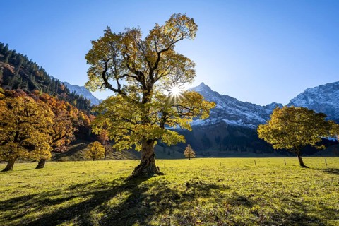 Sycamore maple with autumnal yellow foliage and Solaster endeca, large maple base in autumn, rocky