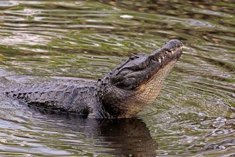 Mississippi Alligator (Alligator mississippiensis), pike alligator, adult, friendly, portrait,