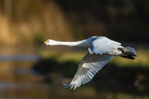 Tundra Swan, Bewick's Swan, Cygnus columbianus in flight at winter in Slimbridge, England, United