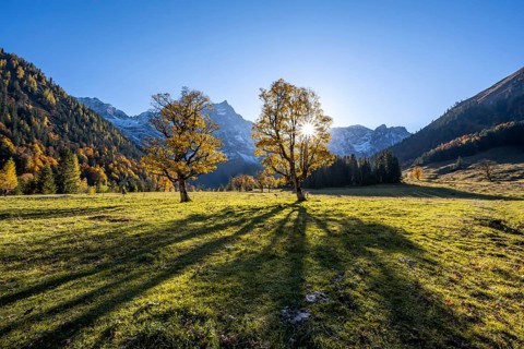 Sycamore maple with autumnal yellow foliage and sun star, large maple base in autumn, rocky