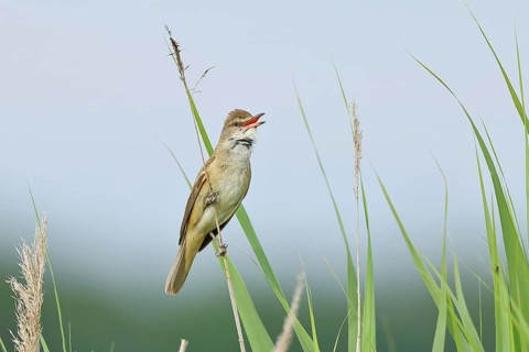 Reed Warbler (Acrocephalus arundinaceus), with open beak, singing, twittering, sitting on a reed