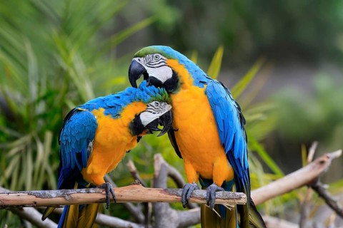 Yellow-breasted Macaw (Ara ararauna), adult, perch, pair, social behaviour, plumage care, South