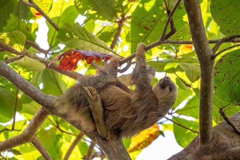 Hoffmann's two-fingered sloth (Choloepus hoffmanni) on a branch, Cahuita National Park, Costa Rica,