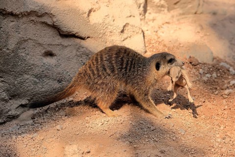 Tiger nut (Suricata suricatta), adult, juvenile, carry, carrying, newborn, baby, female, mother