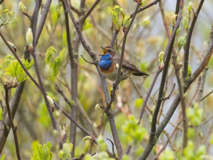 Bird with a blue throat singing on branches surrounded by fresh leaves, Bluethroat singing island