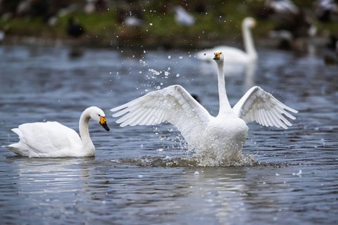 Tundra Swan, Bewick's Swan, Cygnus columbianus at winter in Slimbridge, England, United Kingdom,