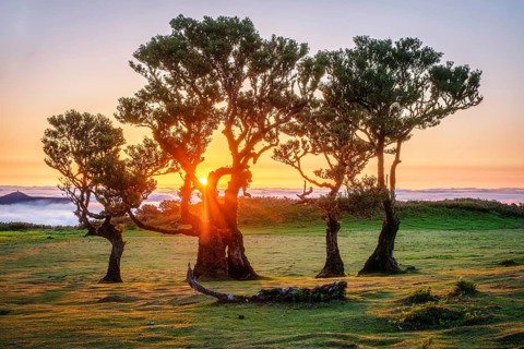 Centuries-old til trees in fantastic magical idyllic Fanal Laurisilva forest on sunset. Madeira