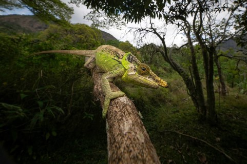 Green-eared chameleon (Calumma malthe) in the rainforests of eastern Madagascar